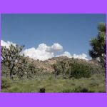 Trees against Cliffs.jpg